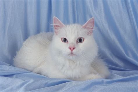 inaatake ng pusa sa panaginip|Alamin ang tungkol sa interpretasyon ng makakita ng pusa sa .